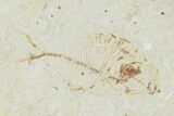 Three Fossil Fish And A Shrimp - Hjoula, Lebanon - #162703-2